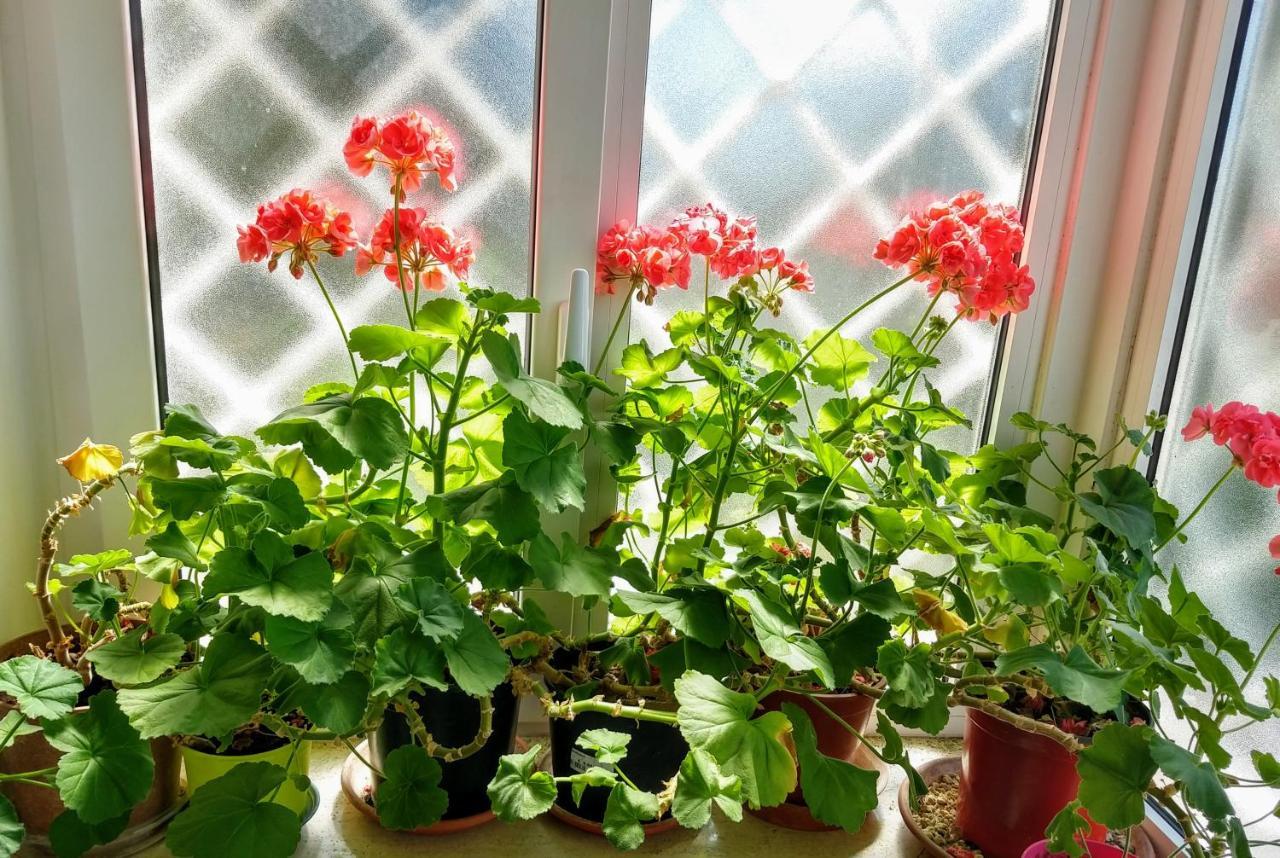Ripe's Forest Garden *