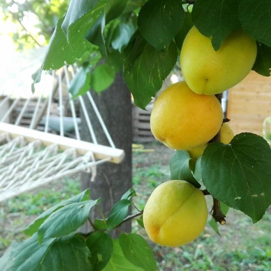 Pensión Ripe's Forest Garden Roma