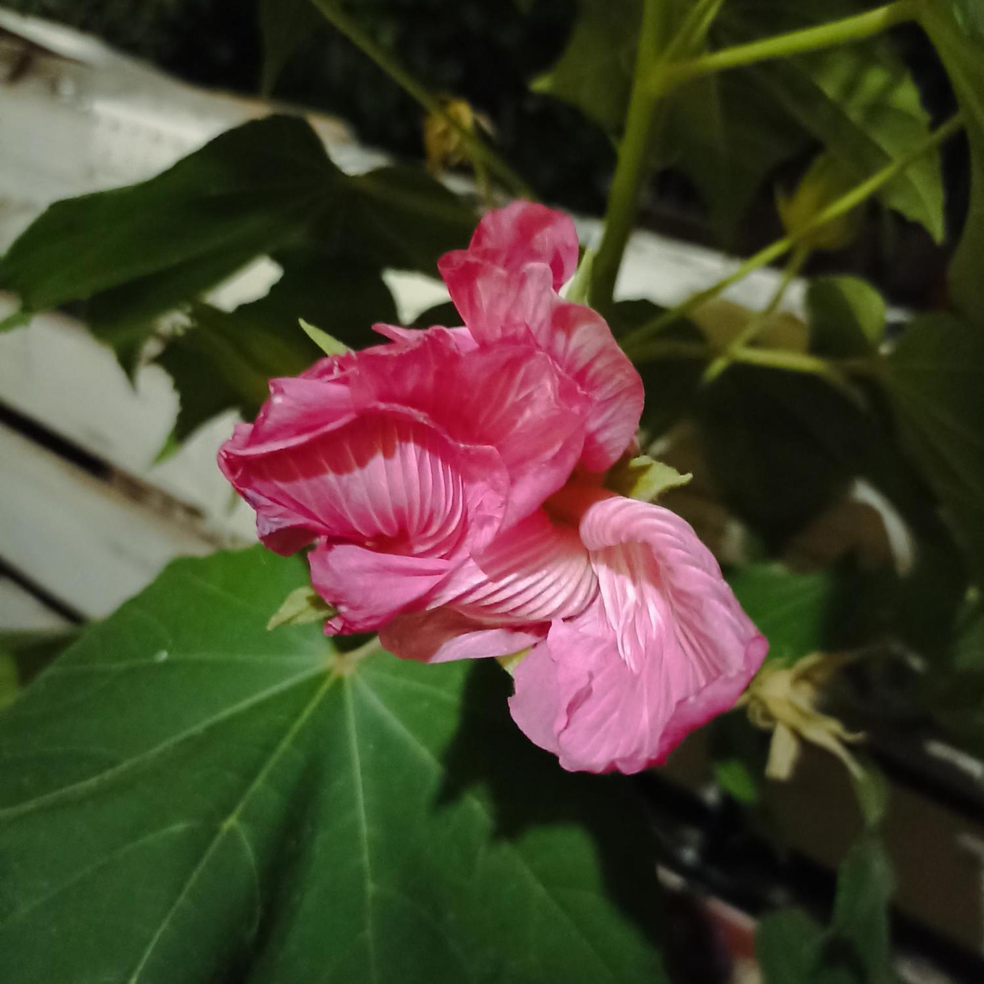 Ripe's Forest Garden